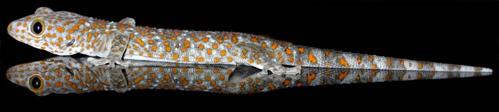 Tokay Gecko by Asienreisender